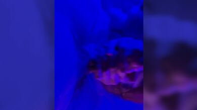 Marie-sz-queen aka marie-sz-queen - 04-02-2025 OnlyFans Video - I love hard cock in my mouth, but better in my pussy!